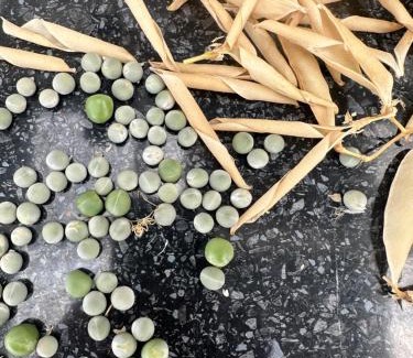 Martinborough Casa | Prodigal Daughter Gourmet Lodge