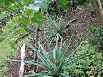 Castle Bruce Otro | PT Jardin Farm Stay