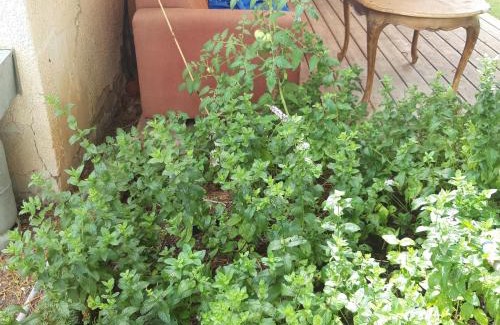 Mishmar HaShiv'a Apartamento | Quiet and beautiful bungalow near to old Jaffa City