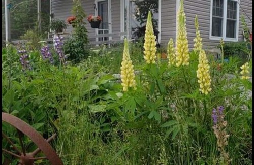Port Hilford Cabaña | Quiet seaside cottage, close to Historic Sherbrooke Village. Pet Friendly