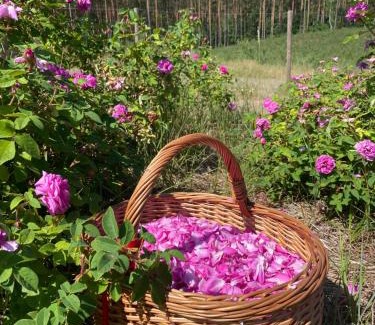 gmina Osiek Casa | Różana Zagroda Agroturystyka
