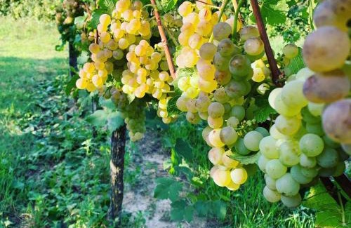 Auggen Apartamento | Rüdlins-Winzerhof