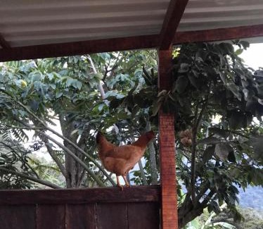 Fusagasuga Chalet De Esquí | Raíces Agrorefugio