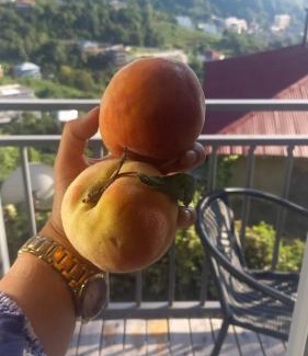 Gonio Apartamento | Ramgon