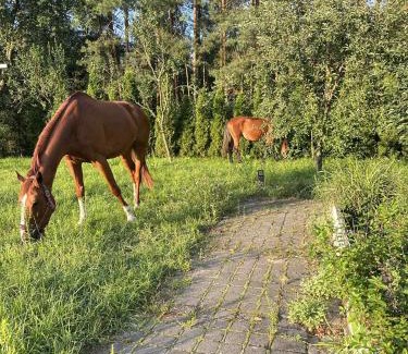 gmina Płoniawy-Bramura Apartamento | Rancho 12 Dębów