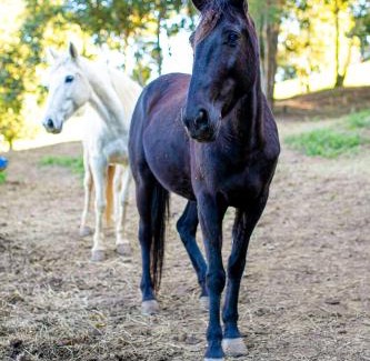 Igarata Otro | Rancho Conteiner