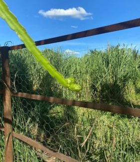 Buritama Otro | Rancho Coqueiros#Amor e Paz