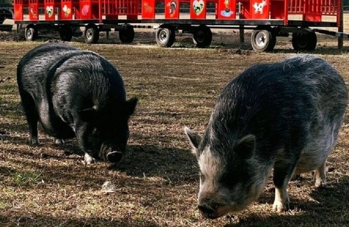 Putnam Hall Cabina | Real 1800's style Luxury Covered Wagon at a Farm Animal Sanctuary!
