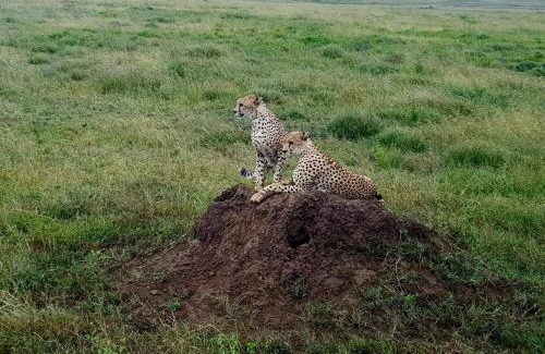 Mara Cabina | Real African Life safaris and Camps