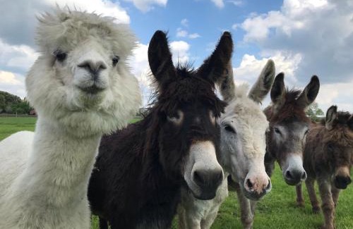 Municipality of Landerd Otro | Recreational Farm Camping de Kreitsberg