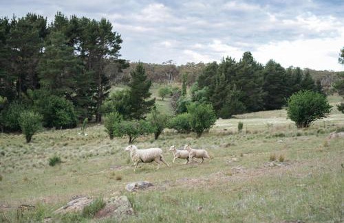 Bungendore Casa | Red Gum at Aranya Acres by Tiny Away