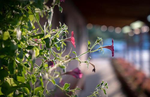 Moab Hotel | Red Stone Inn
