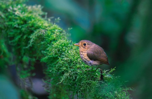 Nanegalito Cabina | Refugio Paz de las Aves