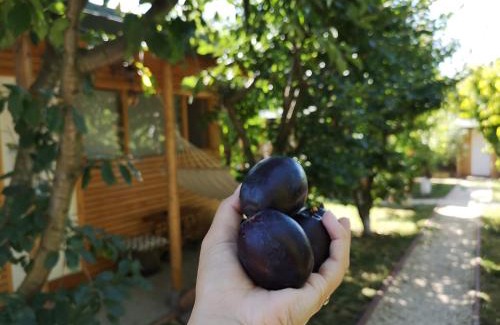 Constanta Cabina | Relax Eaza - Casa cu Hamac
