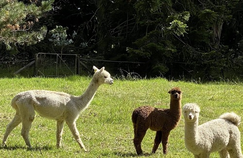 Burrawang Casa | Relaxing at acreage farmhouse