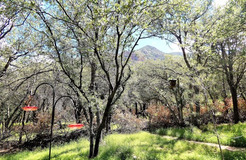 Sierra Vista Southeast Casa | Relaxing house on 9 acres with 3 Bird Gardens & trails in amazing Ramsey Canyon.