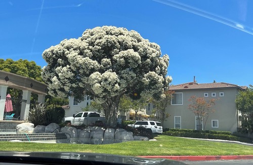 Aliso Viejo Casa | Relaxing view, a few minutes from beach