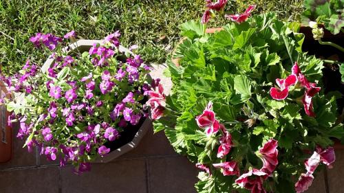 Lazise Apartamento | Residenza Orchidee