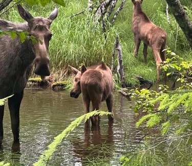 Bear Creek Apartamento | Resurrection River Rentals