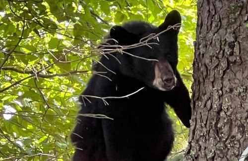 Bear Creek Apartamento | Resurrection River Rentals