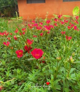 Auroville Casa | Reve living