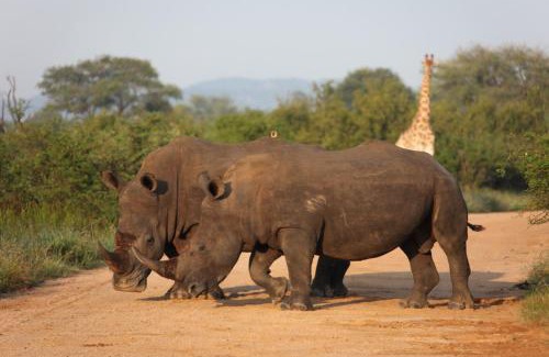 Hlabisa Cabina | Rhino Ridge Safari Lodge