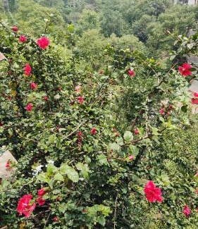 Solan Casa | Riddhi Homestays Dharampur