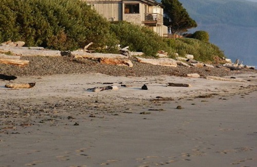 Netarts Condominio | Right on the Beach, Gorgeous Views, Affordable