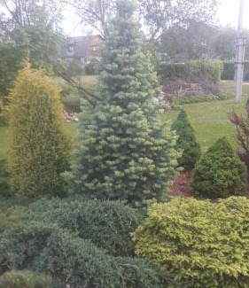 Cesis Casa | RIJA