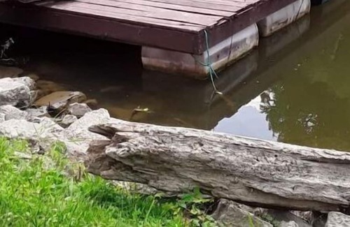 Rockwood Condominio | Riverfront Retreat! #2/Fish/Hunt
