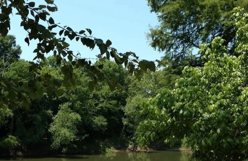 Alleene Cabina | Riverside Retreat Cabin on the banks of Little River.