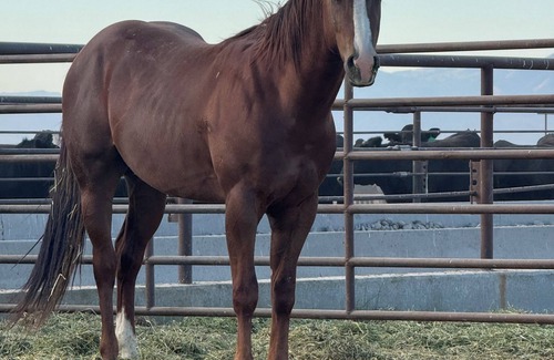 Idaho Falls Casa | Room in indoor riding arena. Laundry available, shared bathroom, free parking.