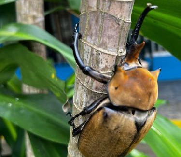 Cahuita Casa | Roomsmagicoco