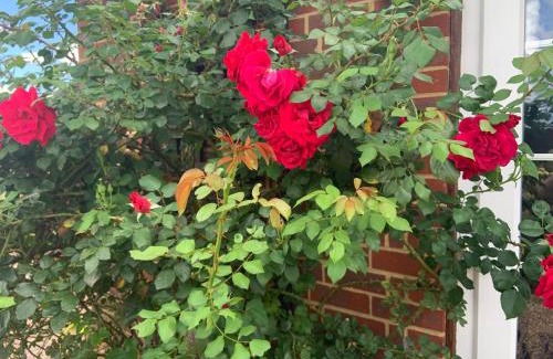 Iden Casa | Rose Cottage