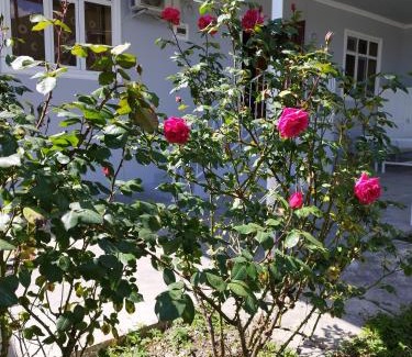 Sheki Apartamento | Rose House