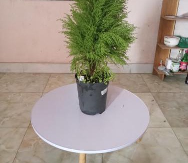Bac Ninh Apartamento | Rose house