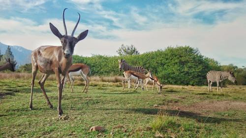 Swellendam Casa | Rothman Manor