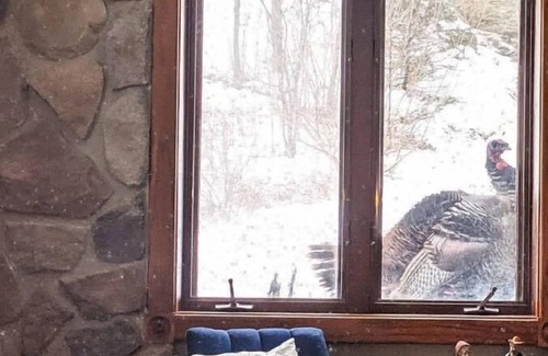 Decorah Casa | Rustic Acres Cabin & Springs