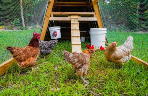 Powell Casa | Rustic Cabin Retreat - Cozy Stove & Fresh Eggs