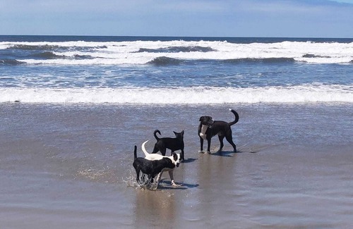 San Quintín Otro | Rustic off-grid retreat for animal lovers and adventure seekers!
