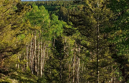 Cimarron Alquiler De RV | RV Lot nestled in the Aspens!