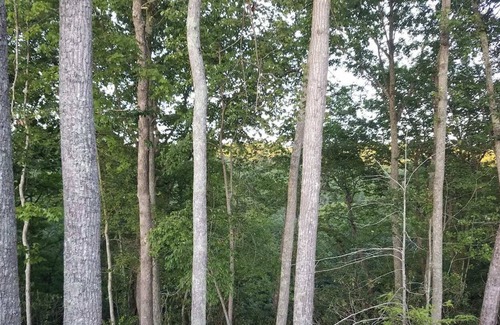 Blacksburg Alquiler De RV | RV Site (A)w/ Full Hook Ups, 5 minutes from VT! Bring your Own RV & come stay!