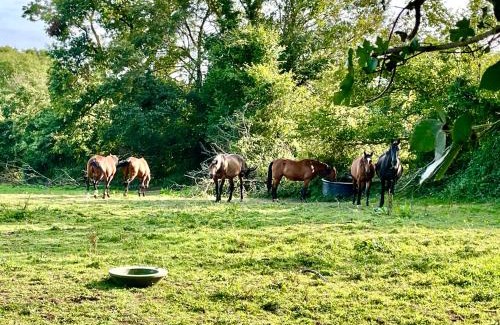 Les Champeaux Casa | Séjour à la campagne près de Camembert dans le bocage normand