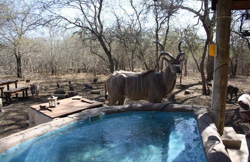 Marloth Park Casa | Sadadu