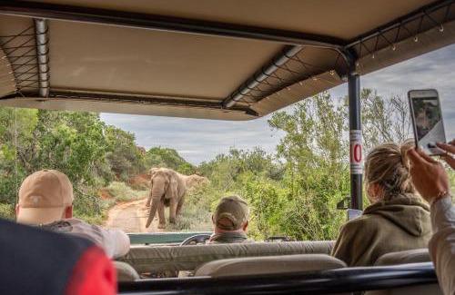 Paterson Otro | Safari Lodge - Amakhala Game Reserve