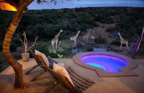 Paterson Otro | Safari Lodge - Amakhala Game Reserve