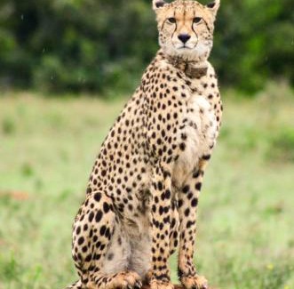 Paterson Otro | Safari Lodge - Amakhala Game Reserve