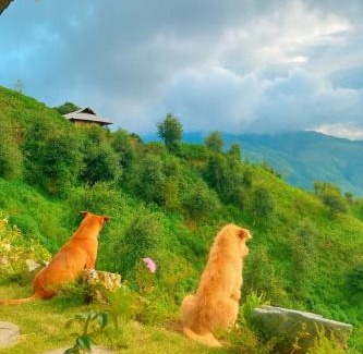 Bac Yen Cama Y Desayuno | Samu Retreat Tà Xùa