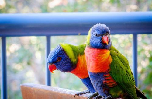 Currumbin Apartamento | Sanctuary Lake Apartments