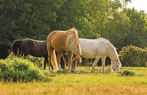 New Forest District Complejo | Sandy Balls Holiday Village
